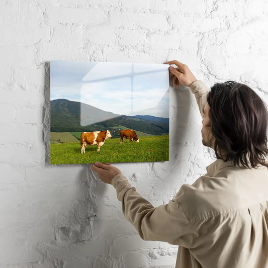 Poster métallique - Vaches Simmental