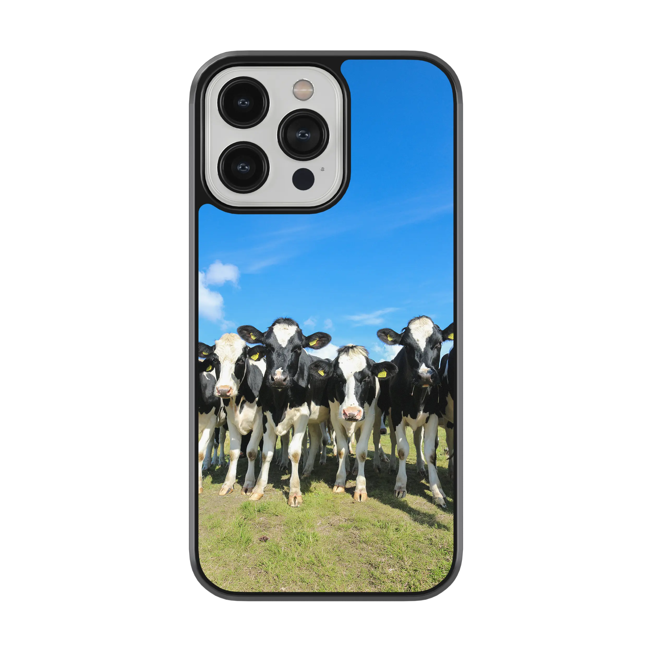 Coque - vaches Prim Holstein