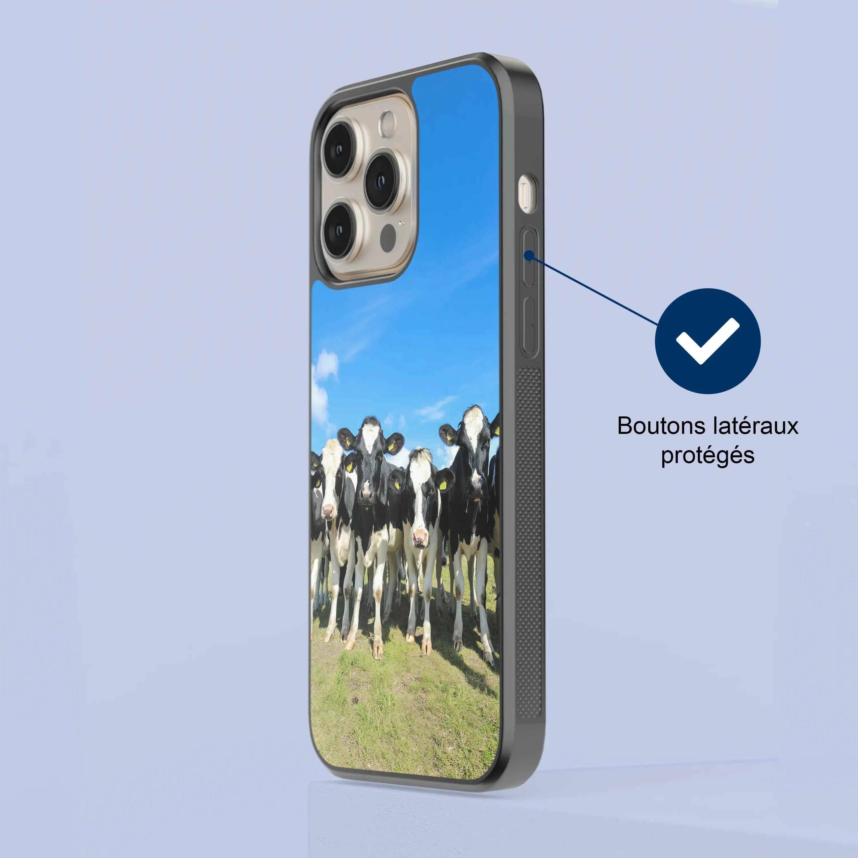 Coque - vaches Prim Holstein