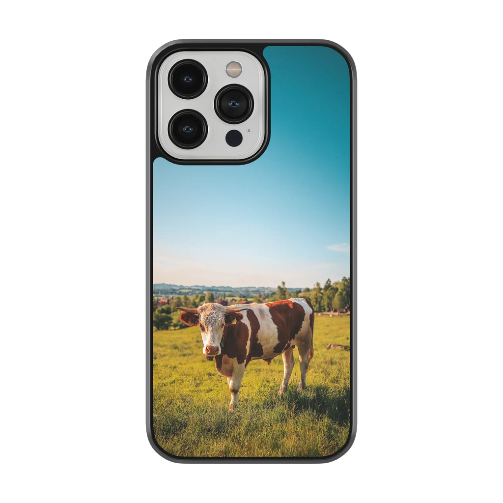 Coque - Vache Simmental