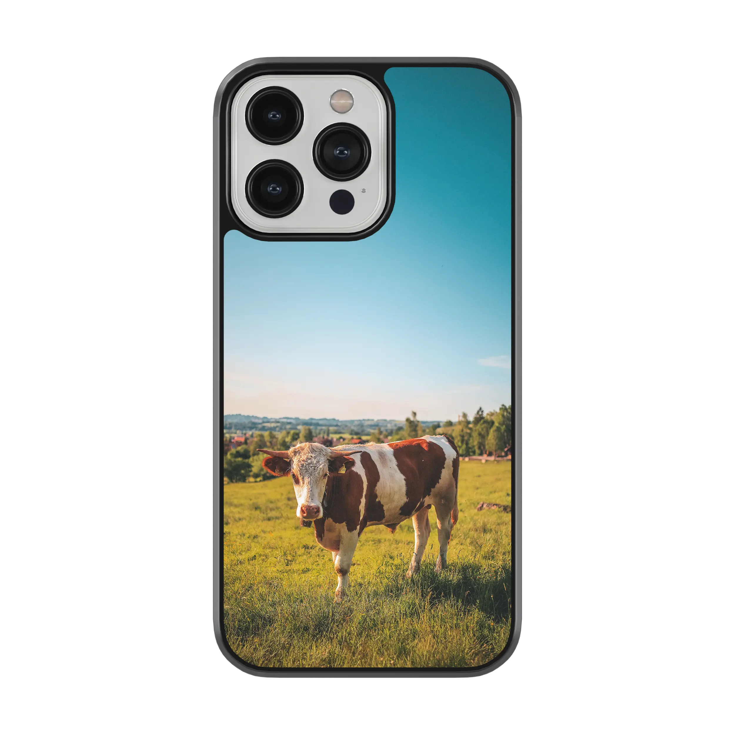 Coque - Vache Simmental