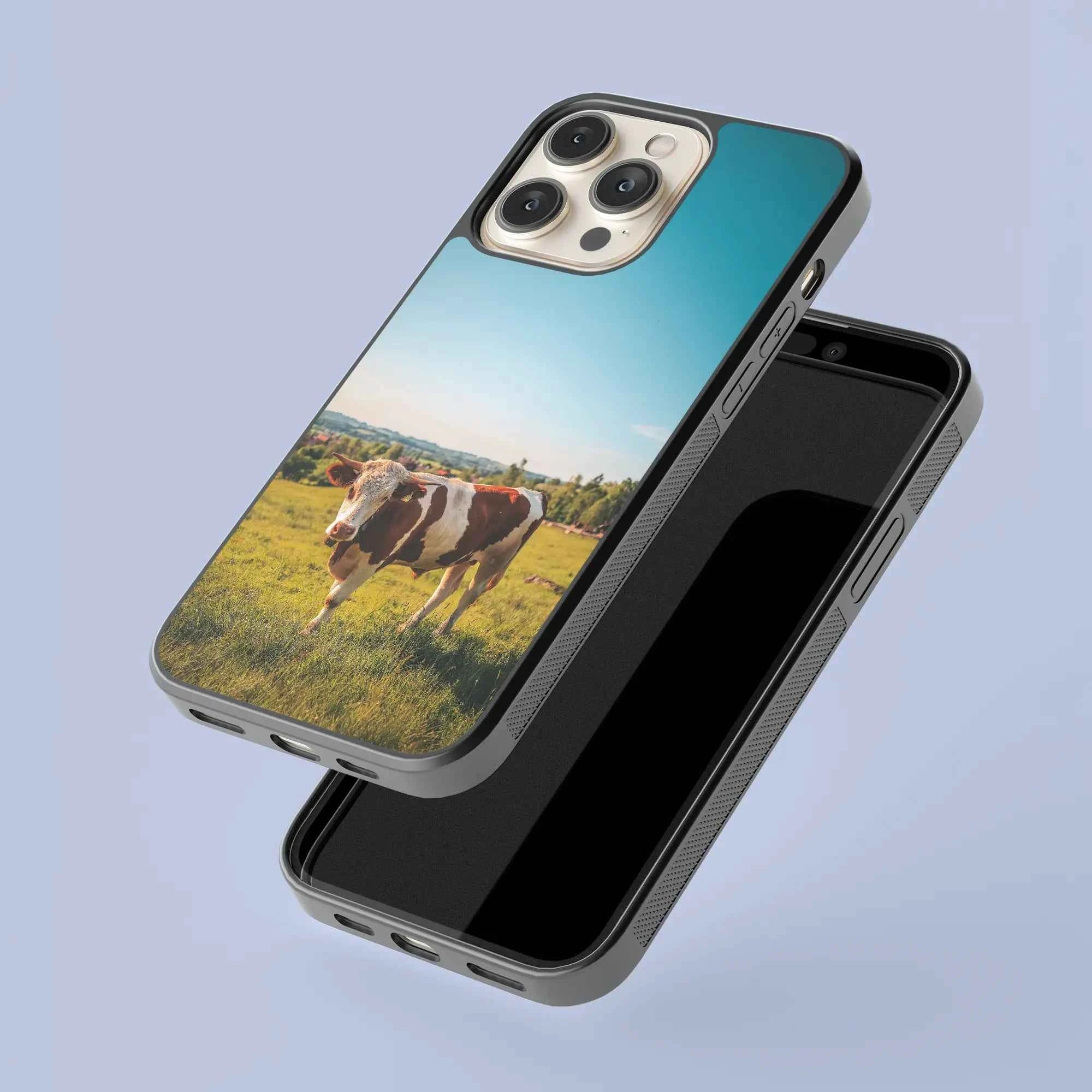 Coque - Vache Simmental