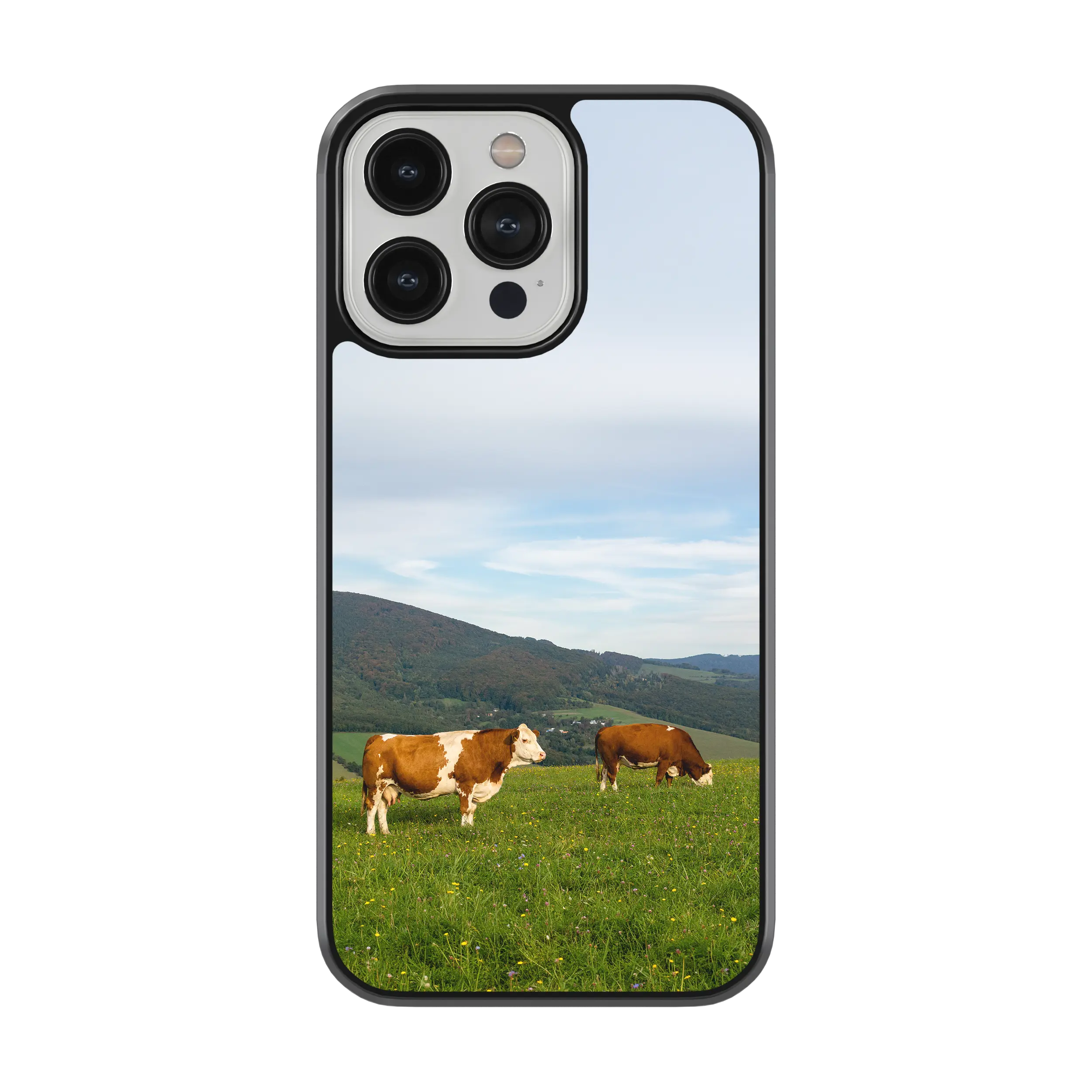 Coque - Vaches Simmental