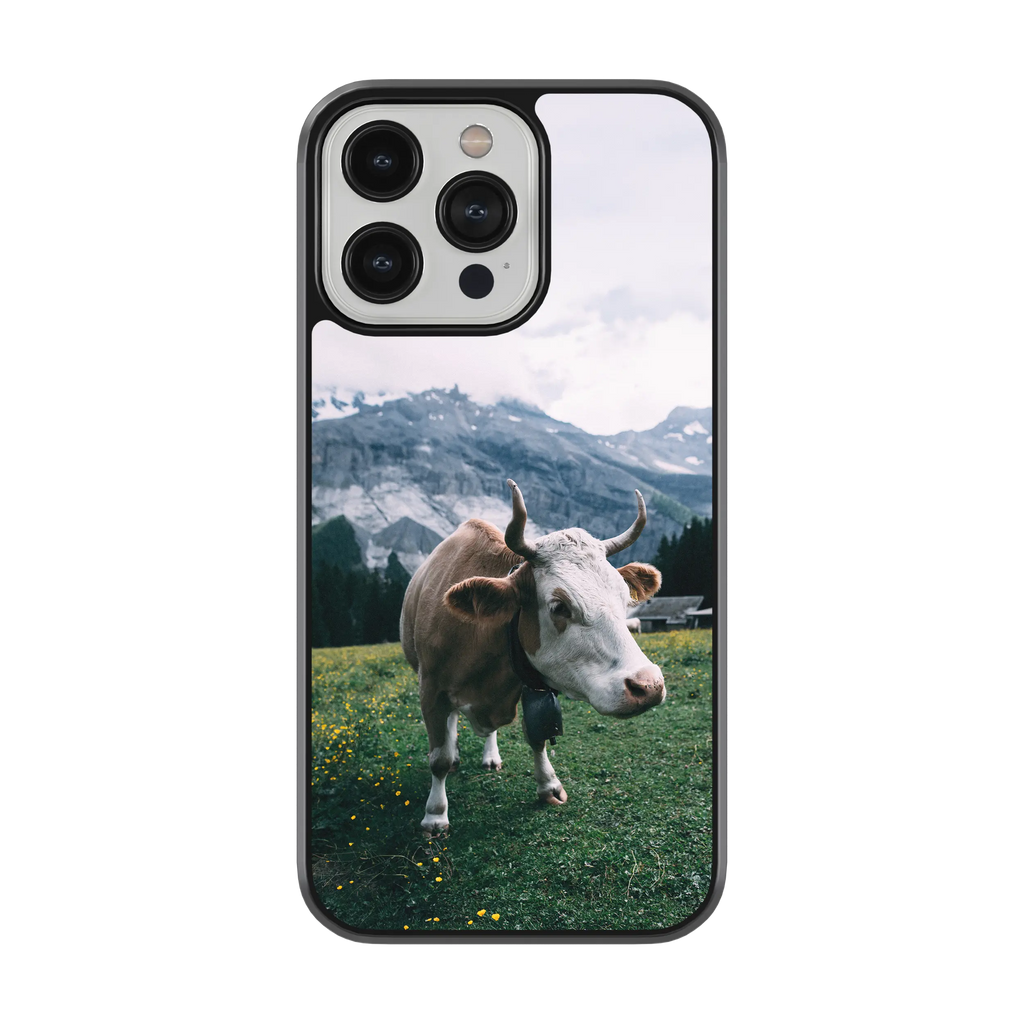 Coque - Simmental