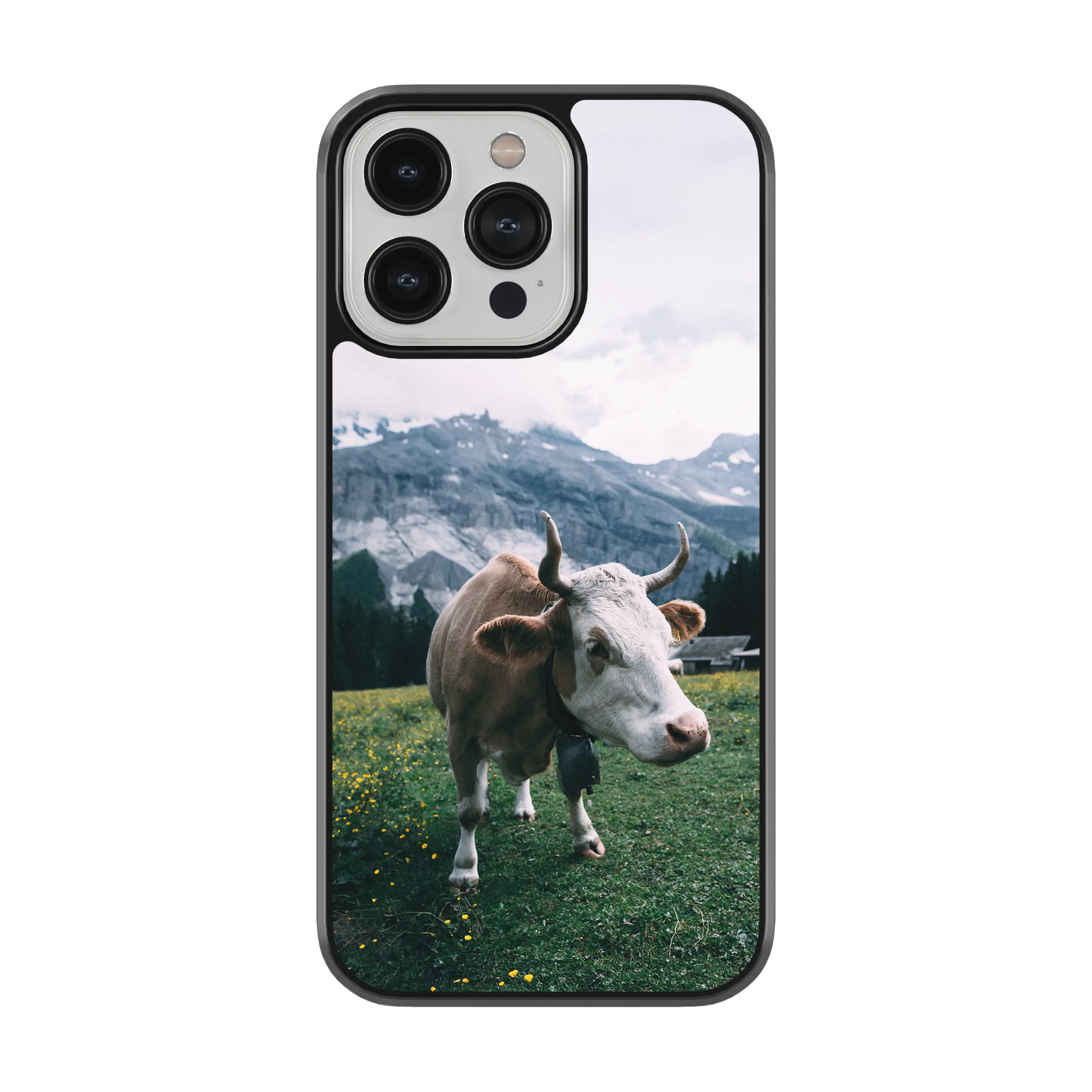 Coque - Simmental