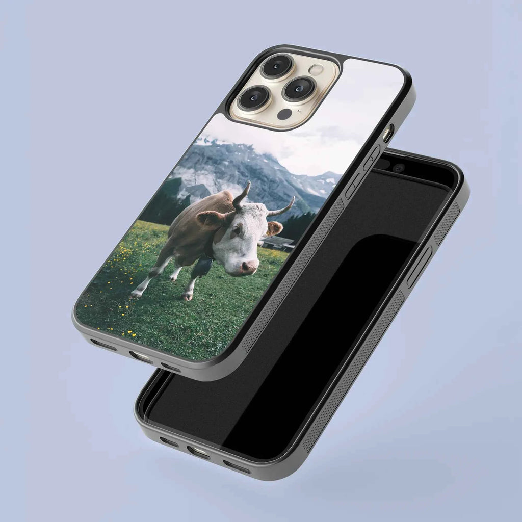 Coque - Simmental