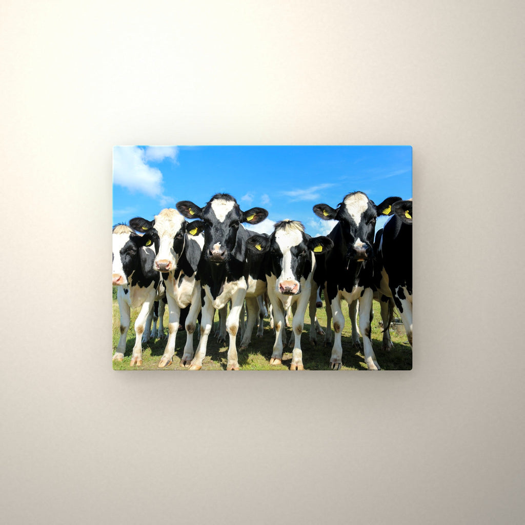 Poster métallique troupeau Prim'Holstein — accroché au mur
