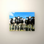 Poster métallique troupeau Prim'Holstein — accroché au mur