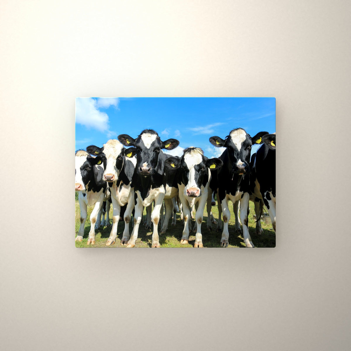 Poster métallique troupeau Prim'Holstein — accroché au mur