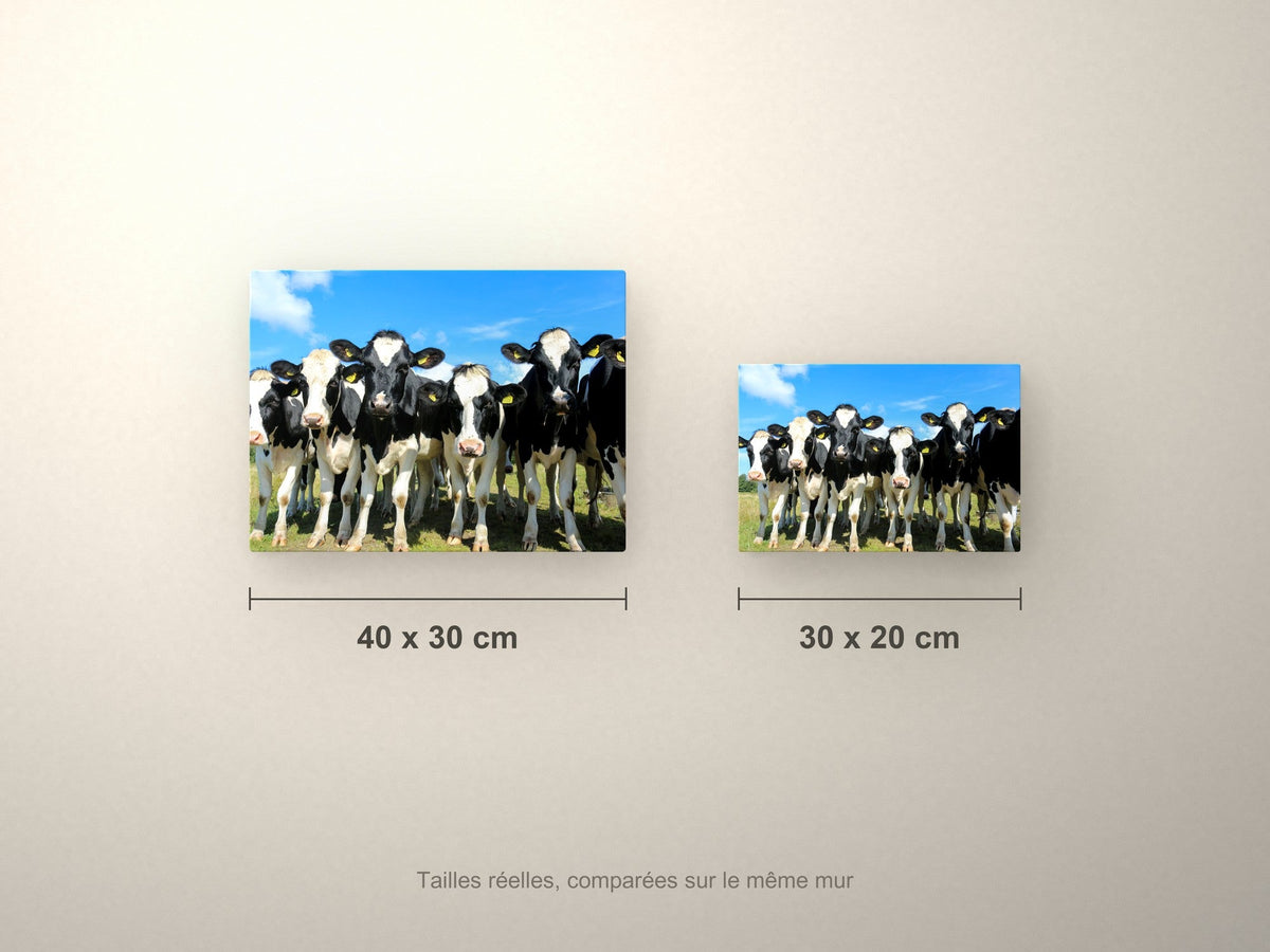 Poster métallique troupeau Prim'Holstein — formats comparés en centimètres
