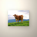Poster métallique Vache Brune des Alpes — accroché au mur