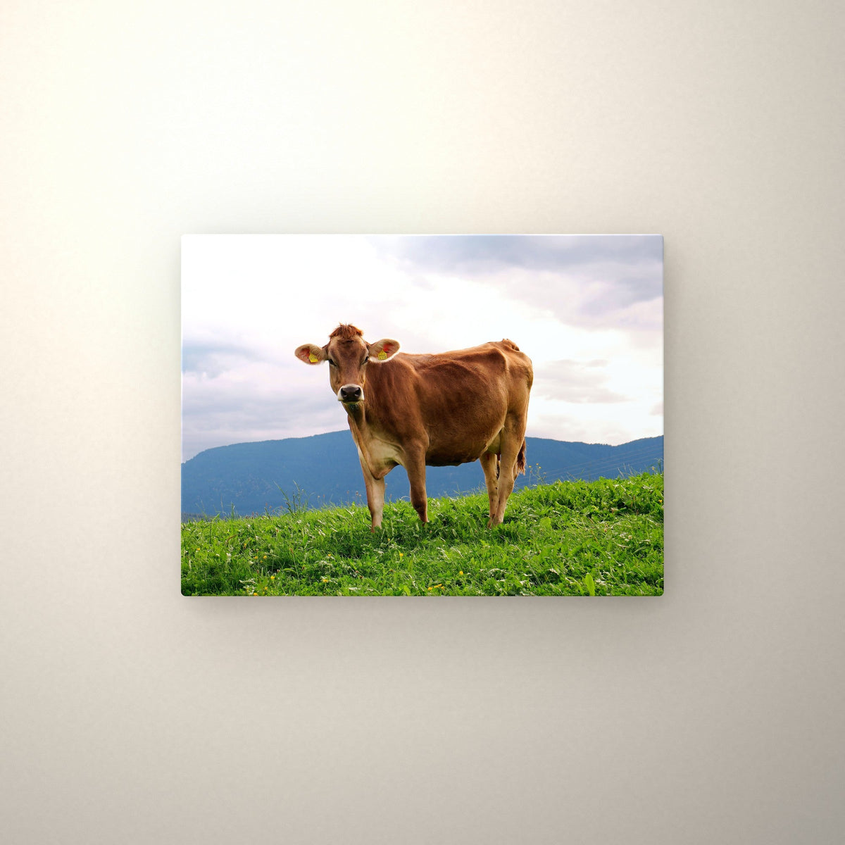 Poster métallique Vache Brune des Alpes — accroché au mur