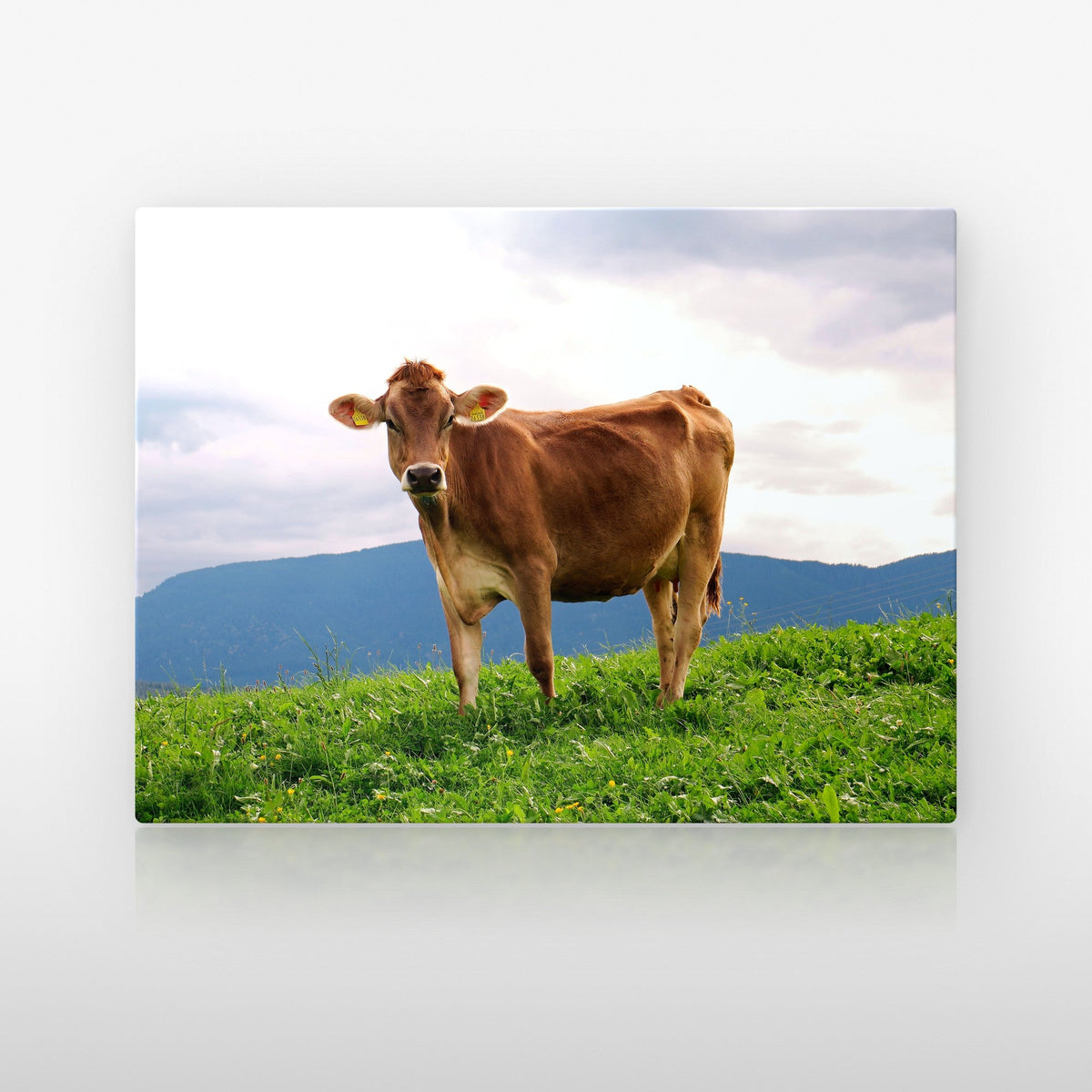 Poster métallique Vache Brune des Alpes — plaque sur fond neutre