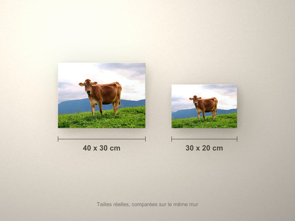 Poster métallique Vache Brune des Alpes — formats comparés en centimètres