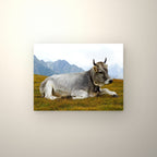 Poster métallique Vache Grise des Alpes — accroché au mur