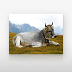 Poster métallique Vache Grise des Alpes — plaque sur fond neutre