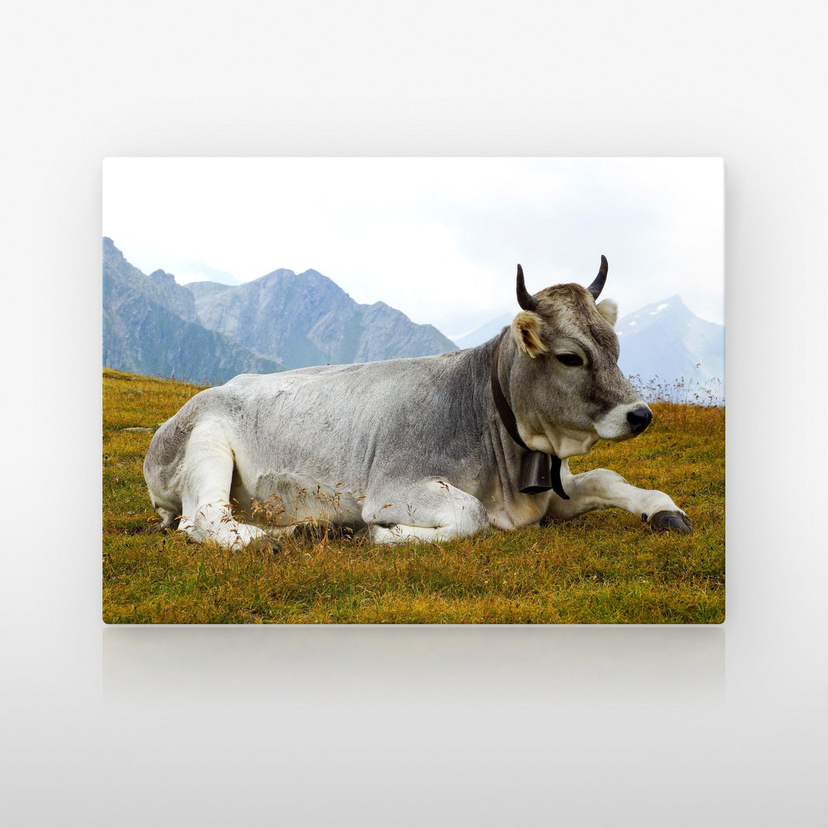 Poster métallique Vache Grise des Alpes — plaque sur fond neutre