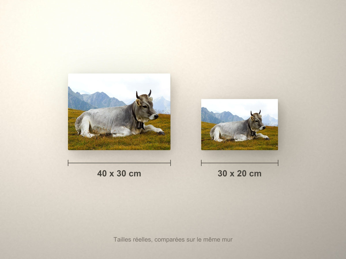Poster métallique Vache Grise des Alpes — formats comparés en centimètres