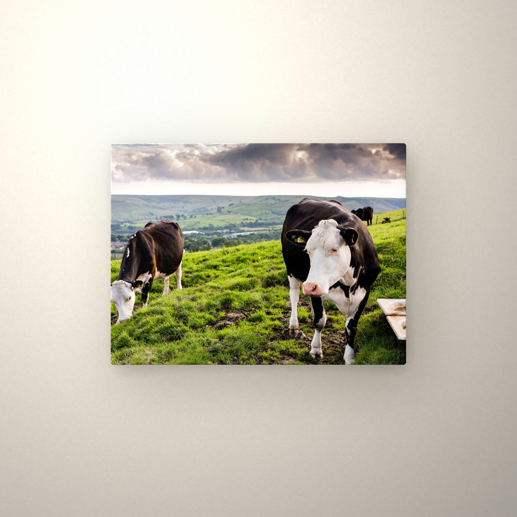 Poster métallique Vaches Prim'Holstein — accroché au mur