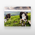 Poster métallique Vaches Prim'Holstein — plaque sur fond neutre