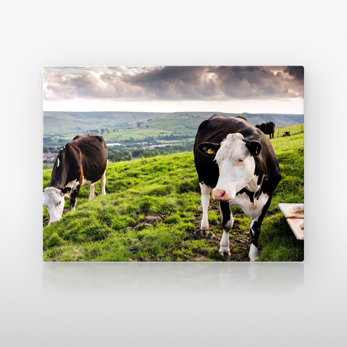Poster métallique Vaches Prim'Holstein — plaque sur fond neutre