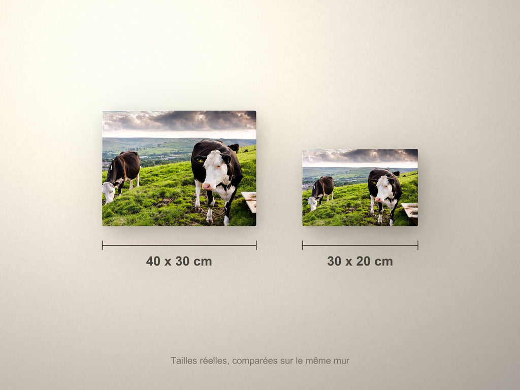 Poster métallique Vaches Prim'Holstein — formats comparés en centimètres