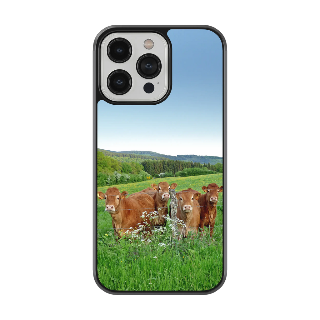 Coque - Vaches Limousine