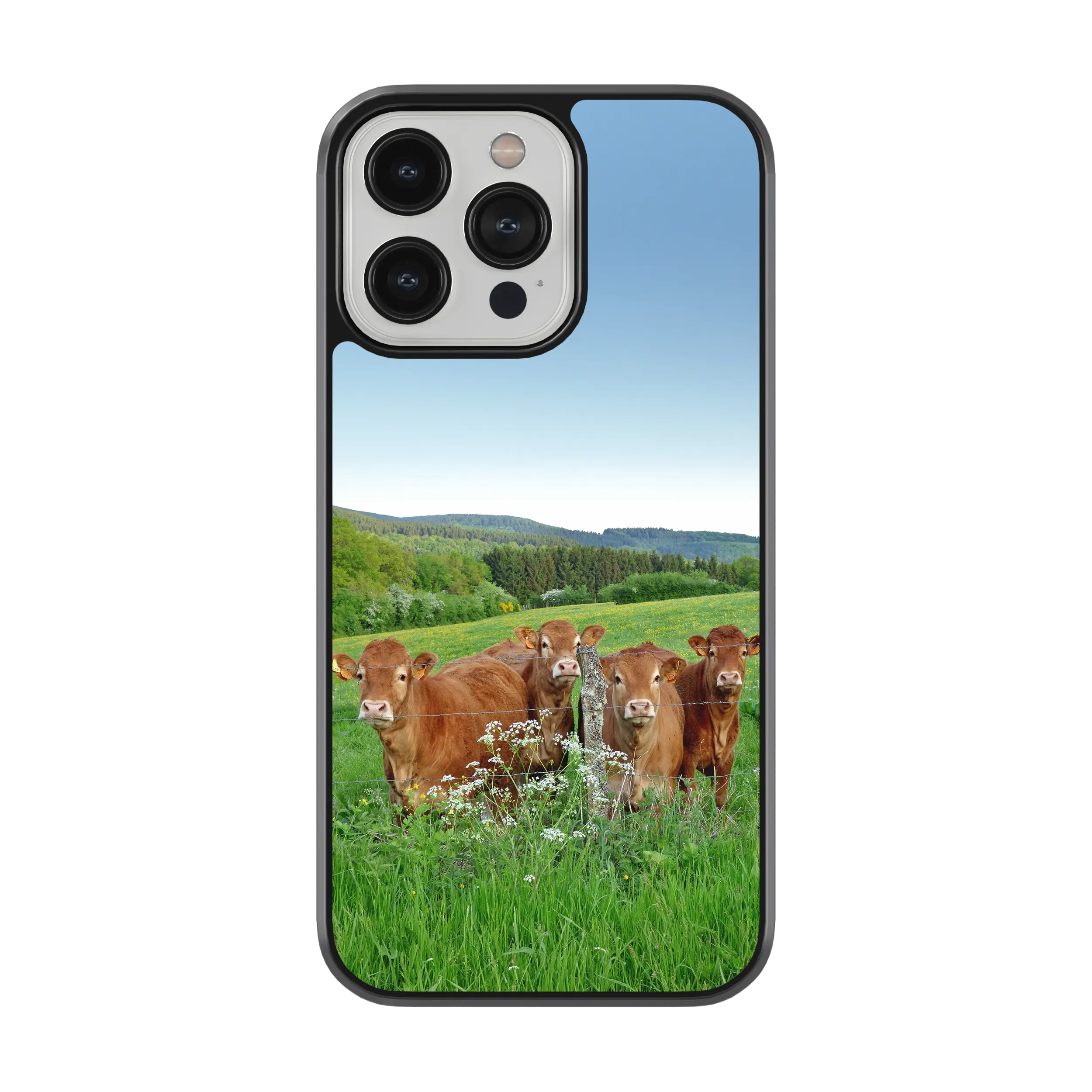 Coque - Vaches Limousine