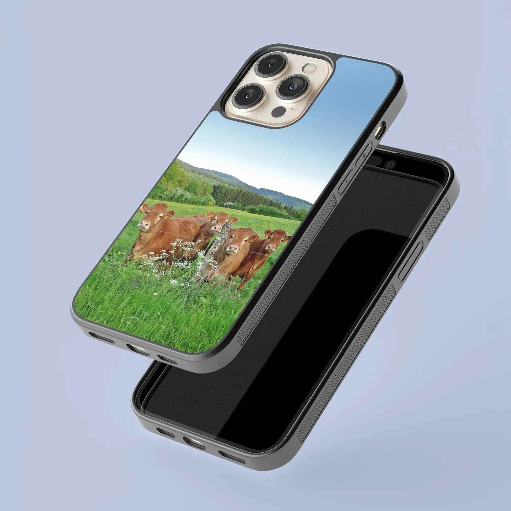 Coque - Vaches Limousine