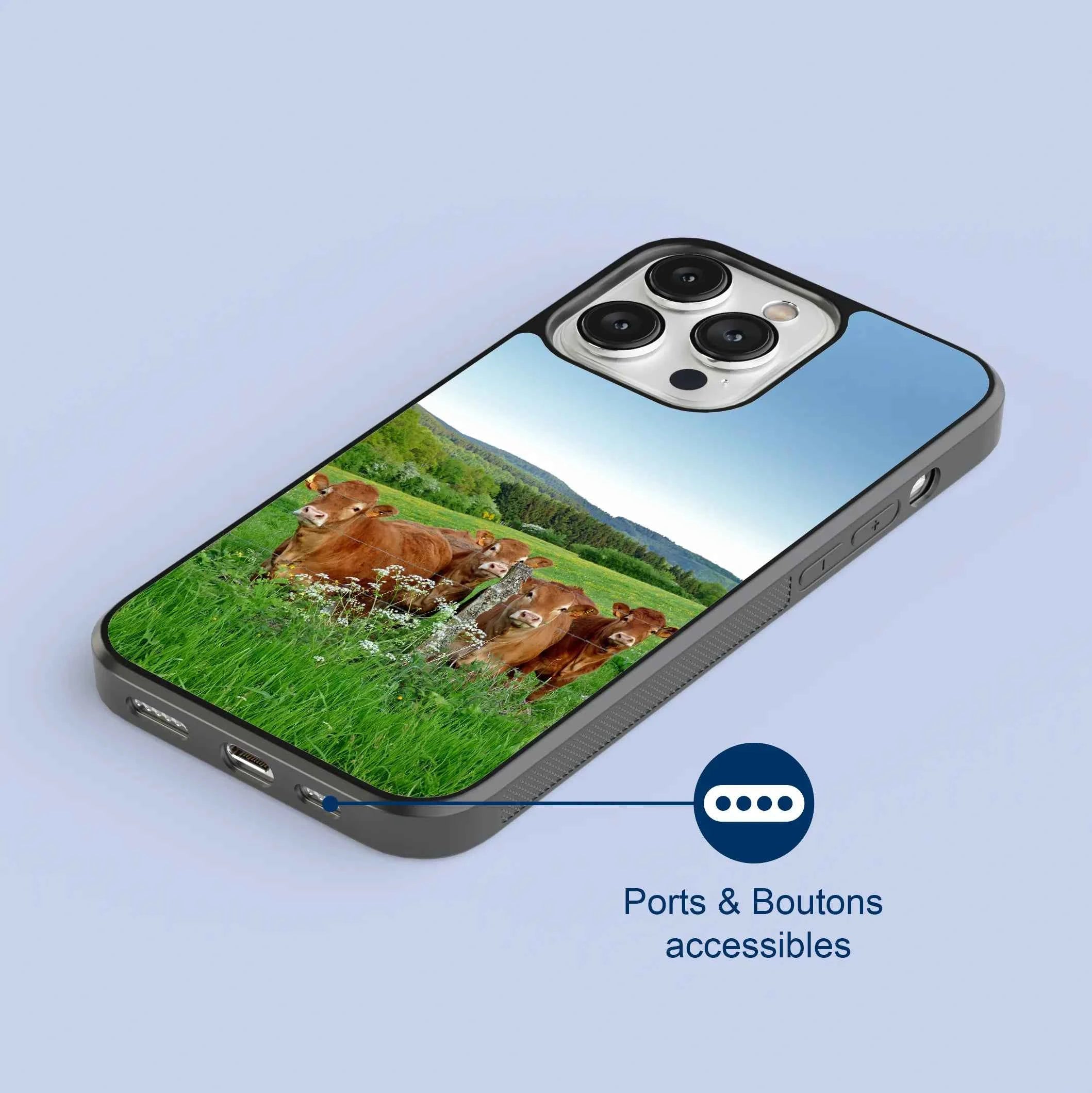 Coque - Vaches Limousine