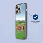 Coque - Vaches Limousine