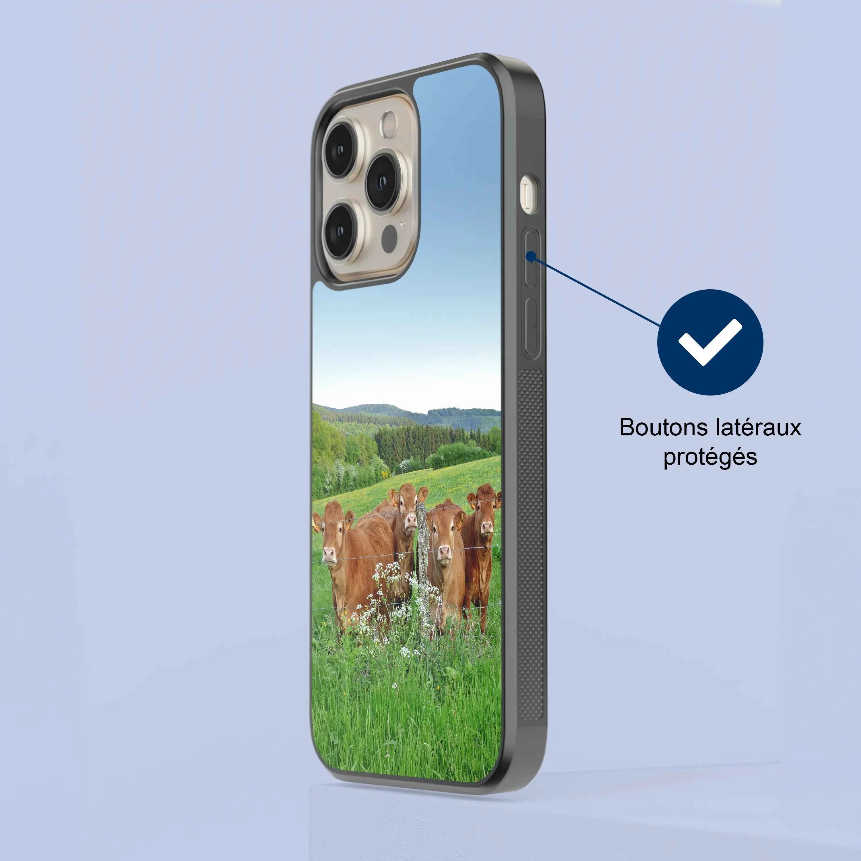 Coque - Vaches Limousine