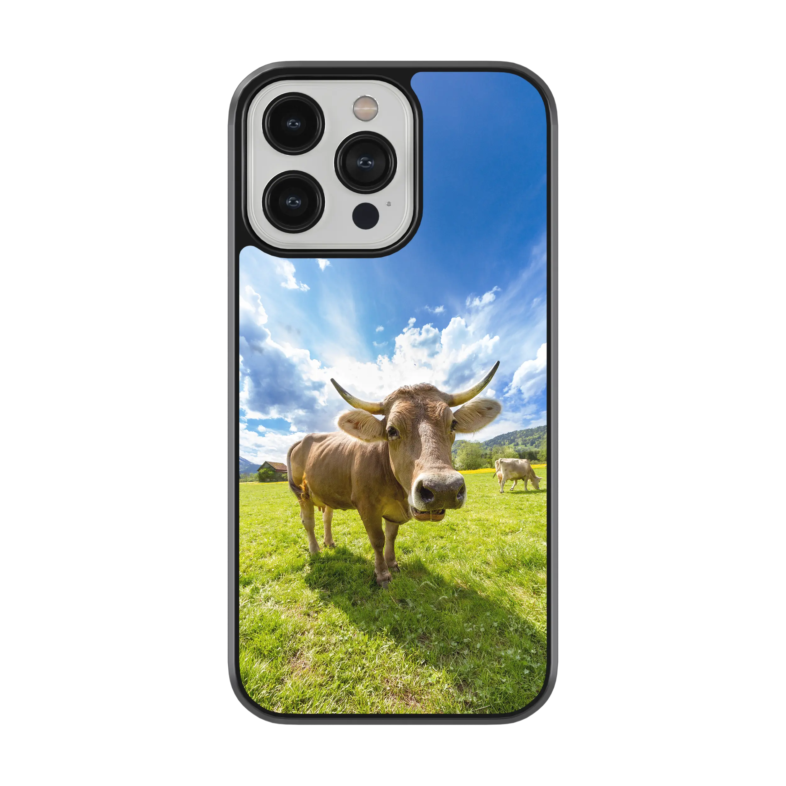 Coque - Tarentaise