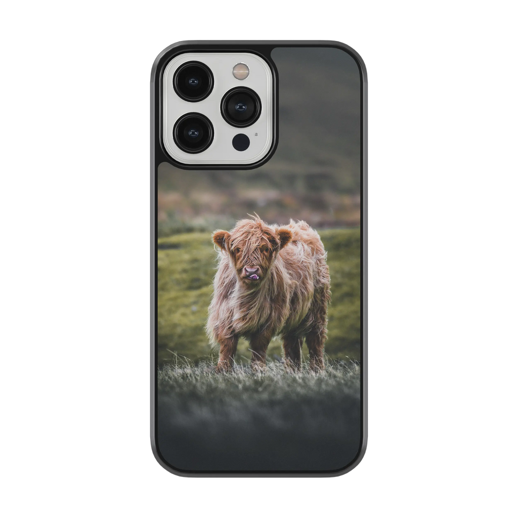 Coque - Veau Highland