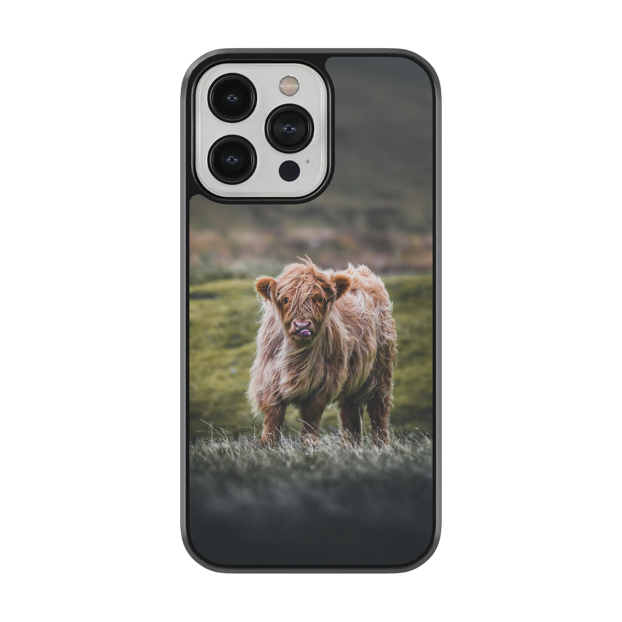 Coque - Veau Highland