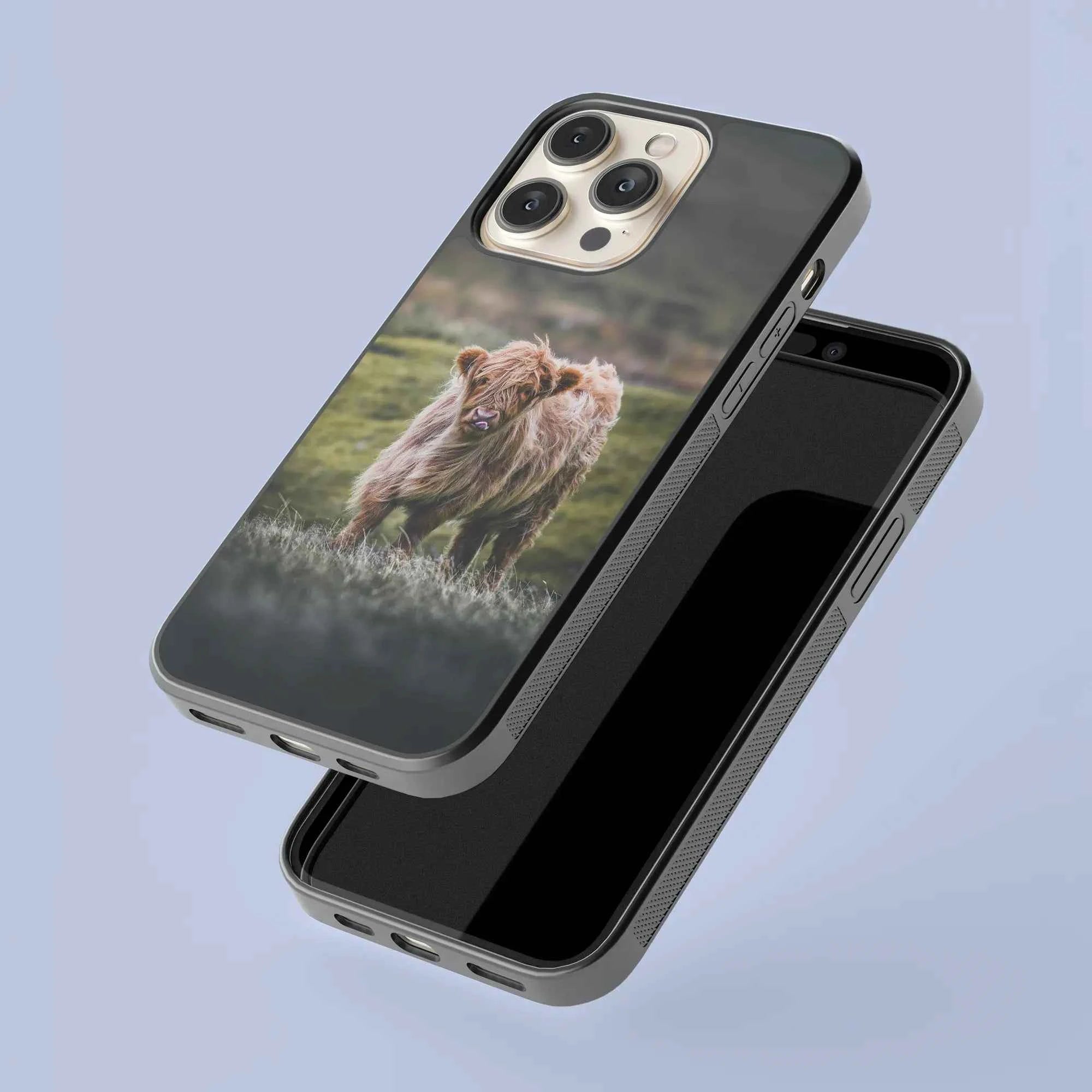 Coque - Veau Highland