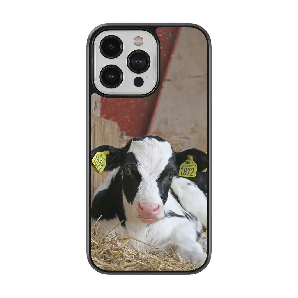 Coque - Veau Prim Holstein