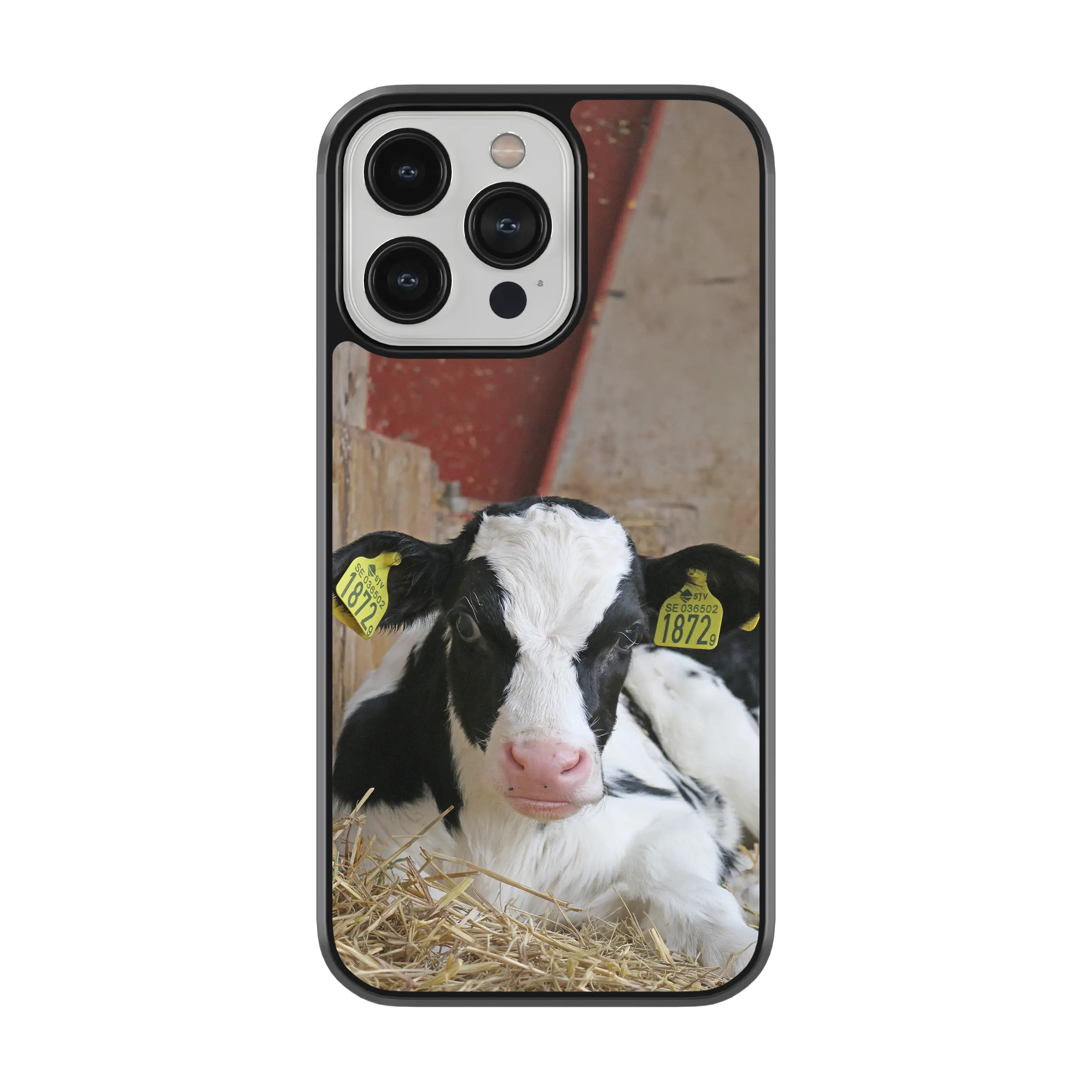 Coque - Veau Prim Holstein