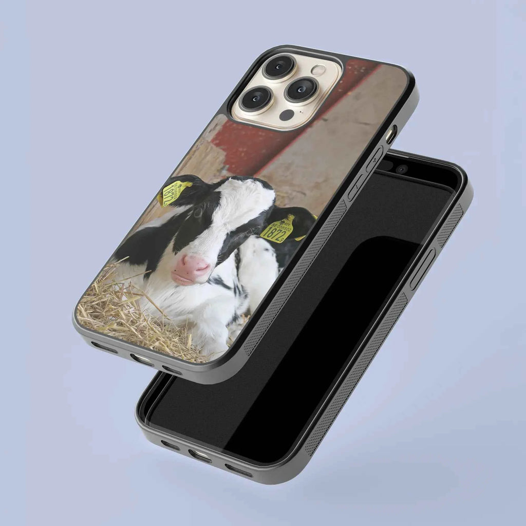 Coque - Veau Prim Holstein
