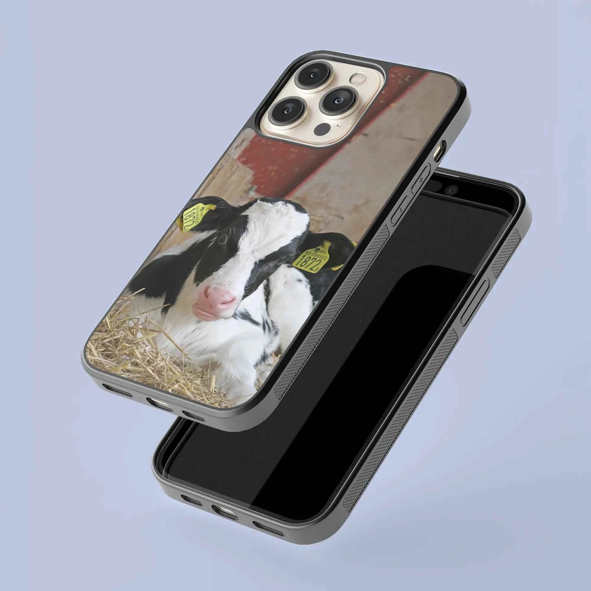 Coque - Veau Prim Holstein