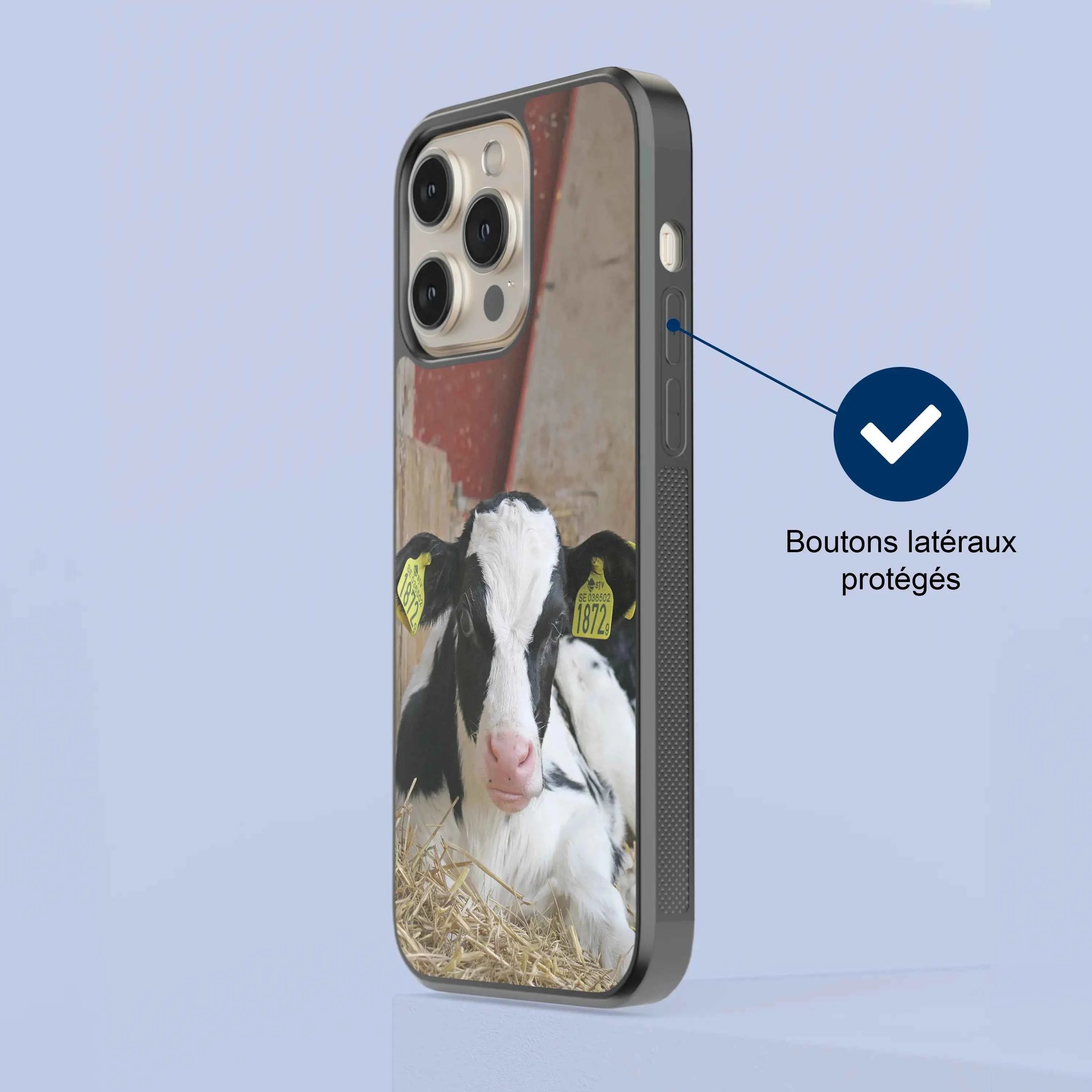 Coque - Veau Prim Holstein