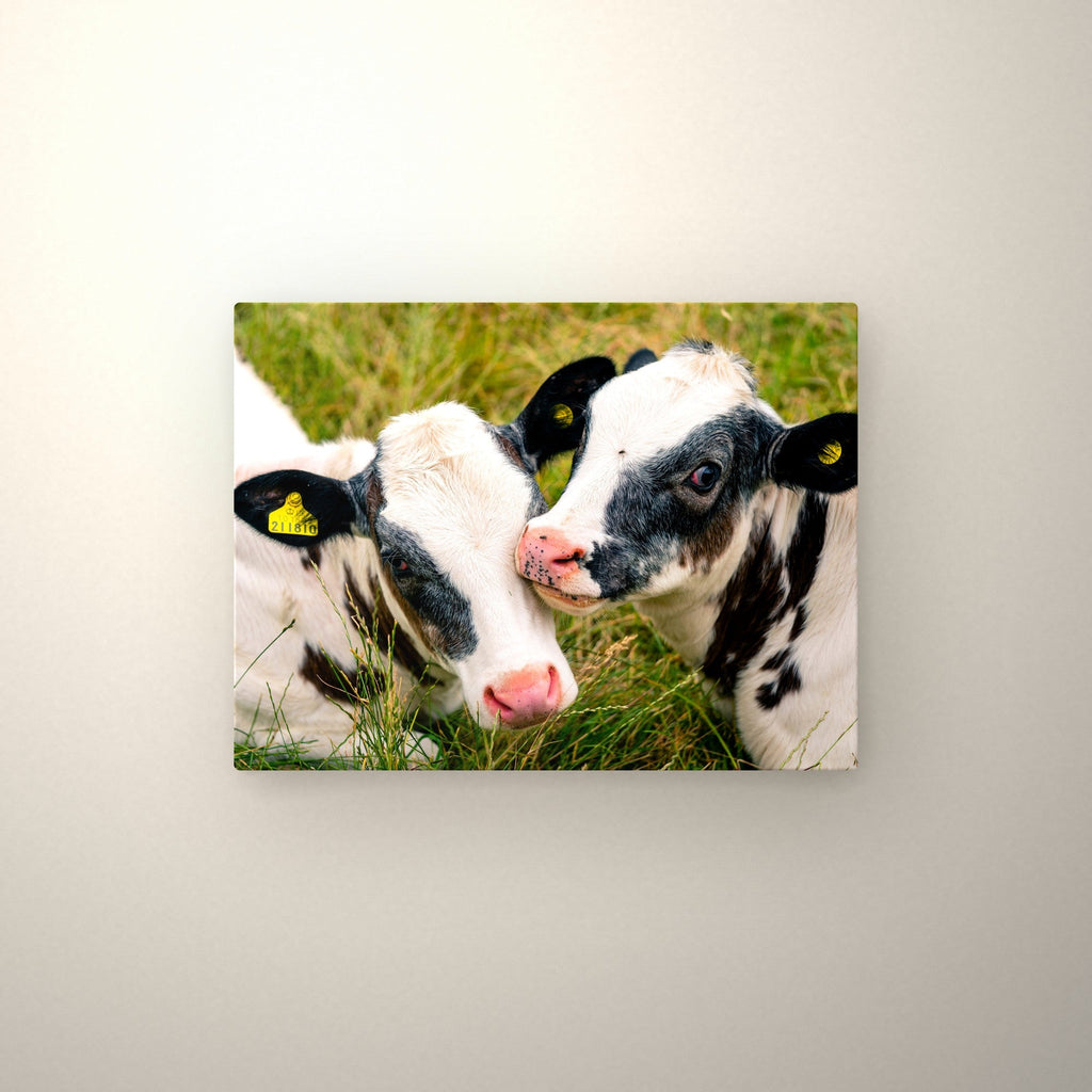 Poster métallique Veaux Prim'Holstein — accroché au mur