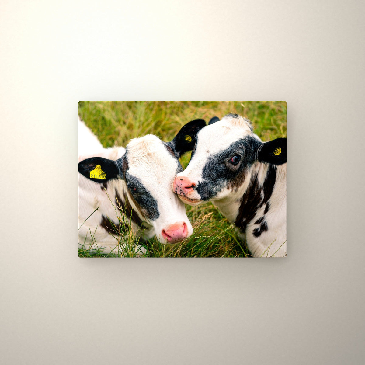 Poster métallique Veaux Prim'Holstein — accroché au mur