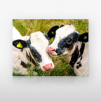 Poster métallique Veaux Prim'Holstein — plaque sur fond neutre