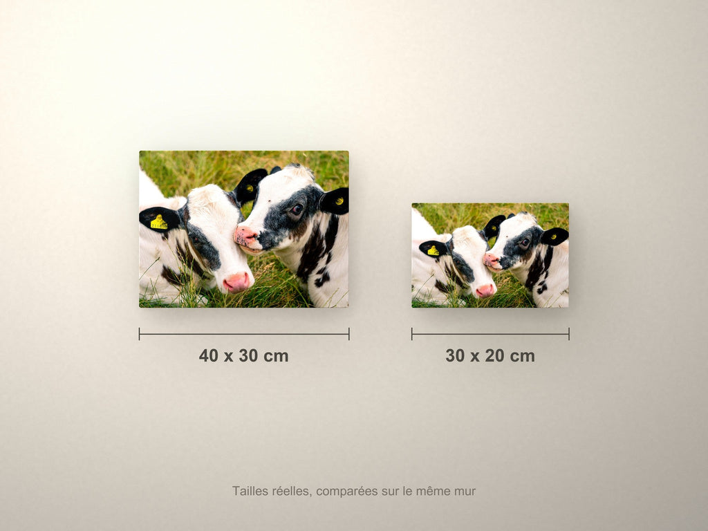 Poster métallique Veaux Prim'Holstein — formats comparés en centimètres